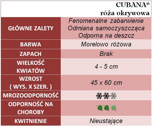 Cubana róże okrywowe
